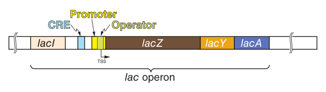 The lac operon: lacI with its own promoter, then the CRE (CAP-binding site), promoter and operator, followed by the three structural genes lacZ, lacY and lacA