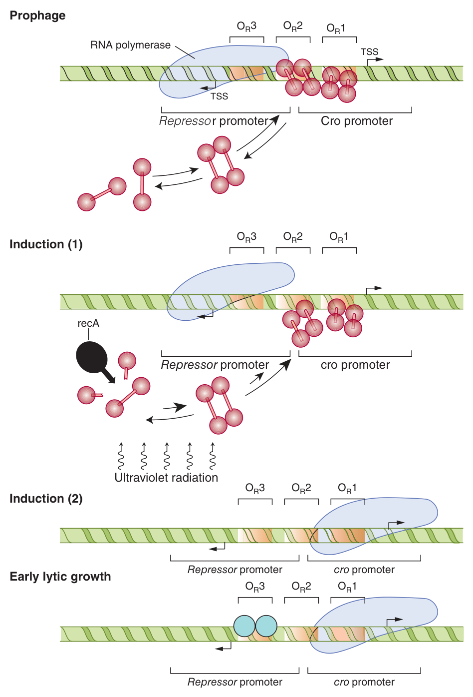The lambda switch β prophage state, the recA protease cleaving the repressor after ultraviolet radiation, and the transition to early lytic growth as Cro takes over the operator sites