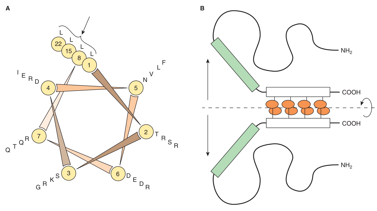 The leucine zipper: a helical wheel of seven spokes with leucine at every seventh position, so the leucines line one face of the helix and interdigitate with a partner