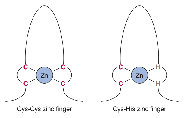The two zinc finger types β Cys-Cys and Cys-His β each folded around a zinc ion that stabilises the recognition helix