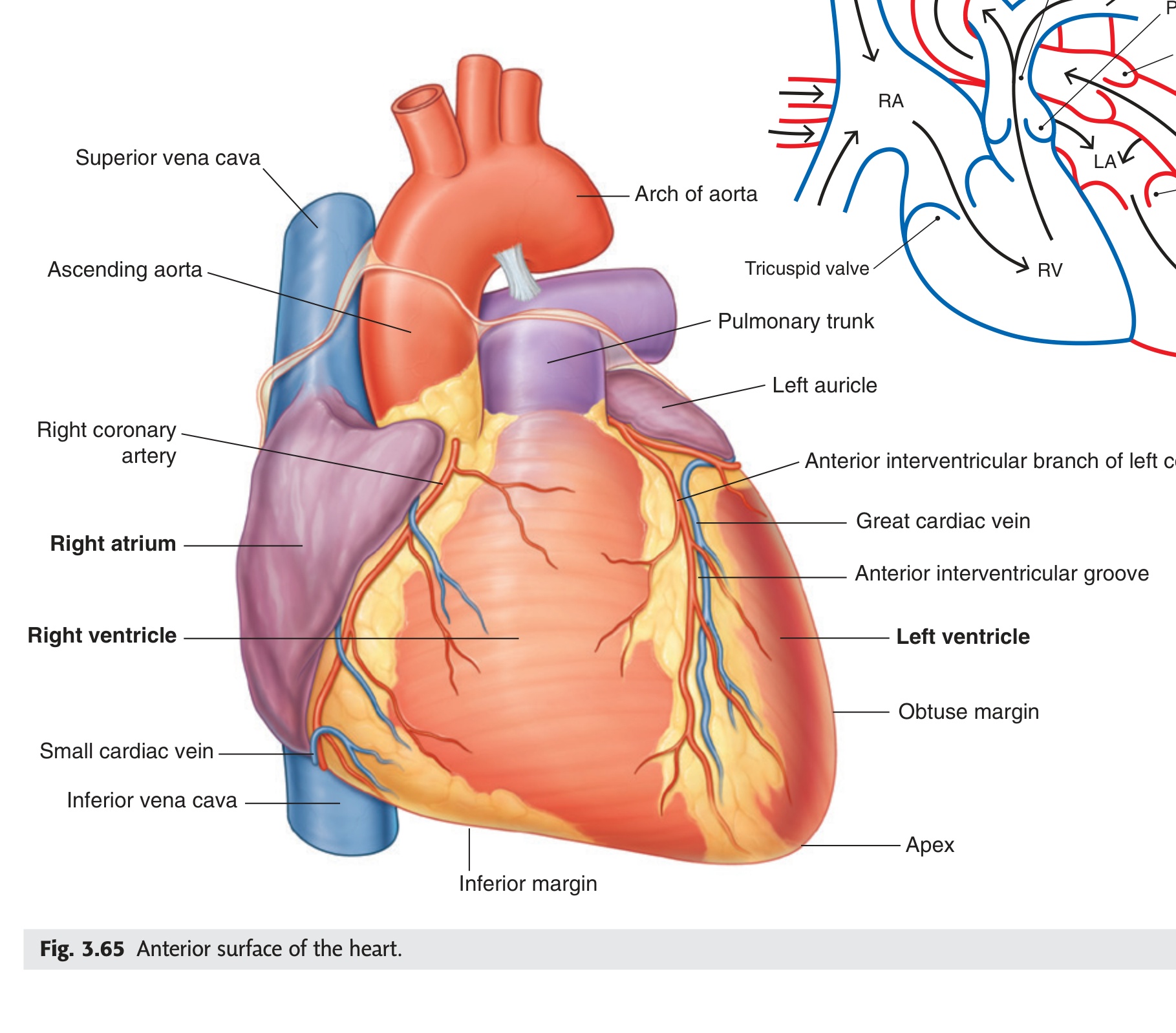 Anterior surface of heart — Gray's Fig 3.65