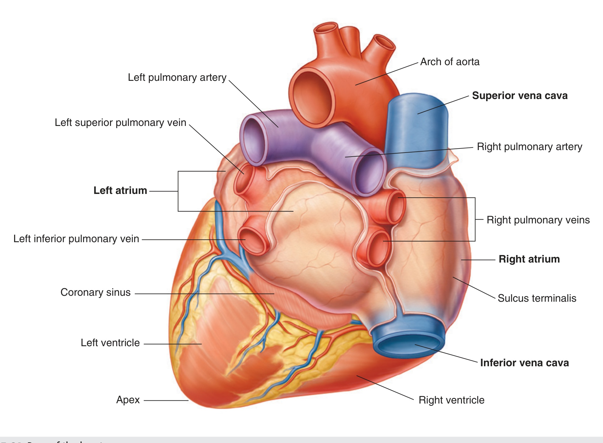 Base of the heart – posterior view (Gray's Fig 3.64)