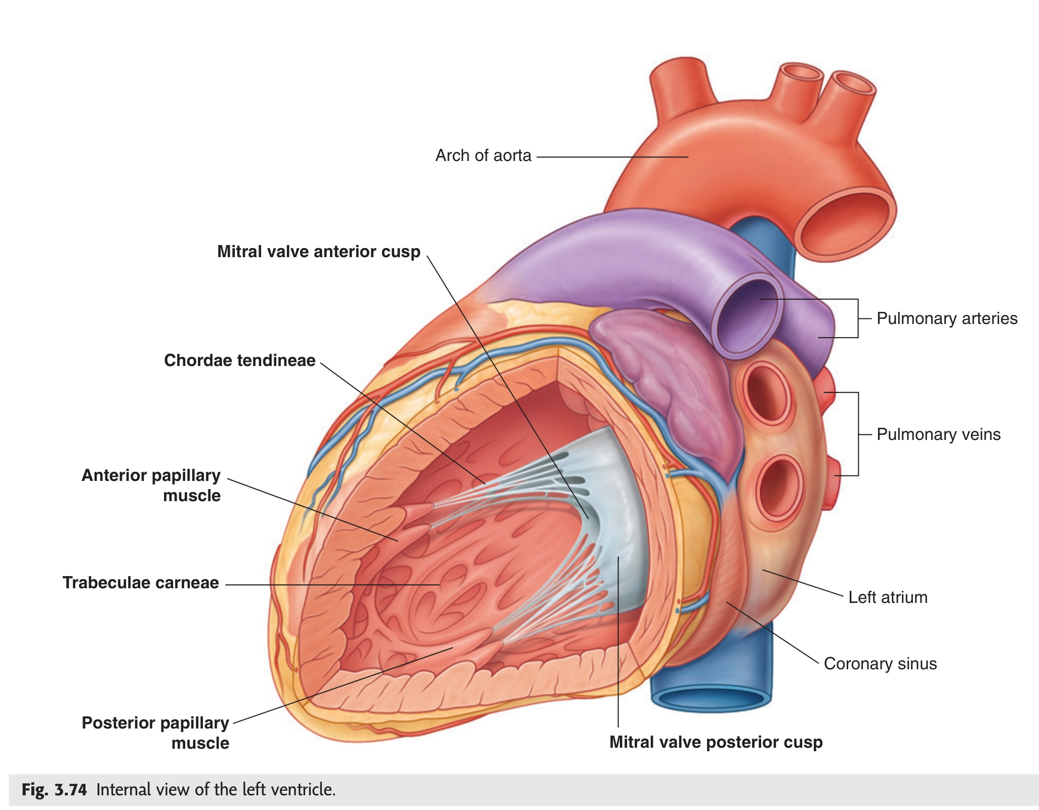 LV internal view — Gray's Fig 3.74