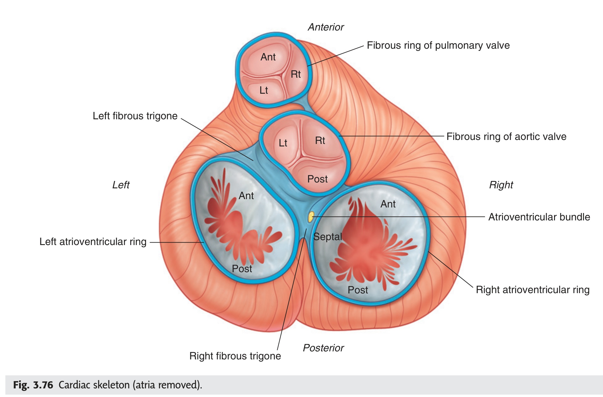 Cardiac skeleton — all 4 valve rings (Gray's Fig 3.76)