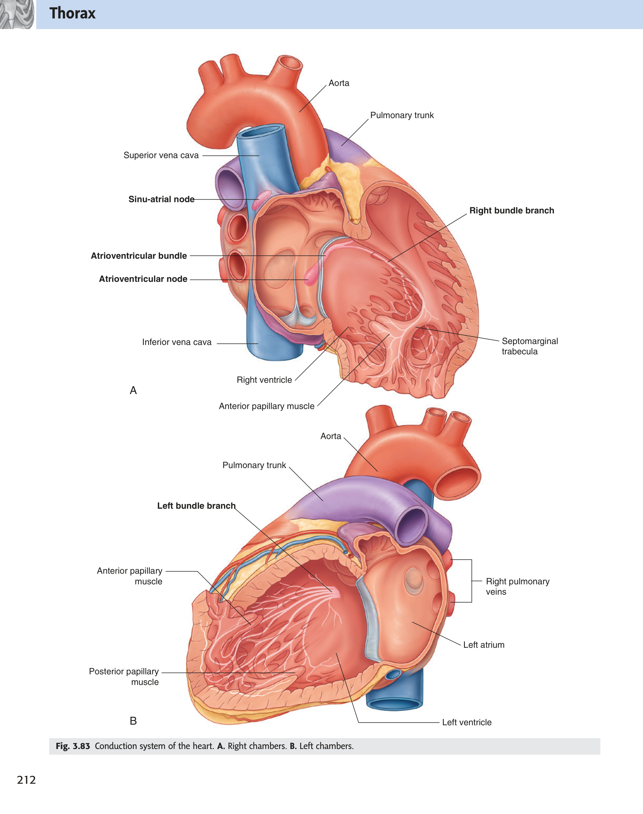 Conduction system — Gray's Fig 3.83