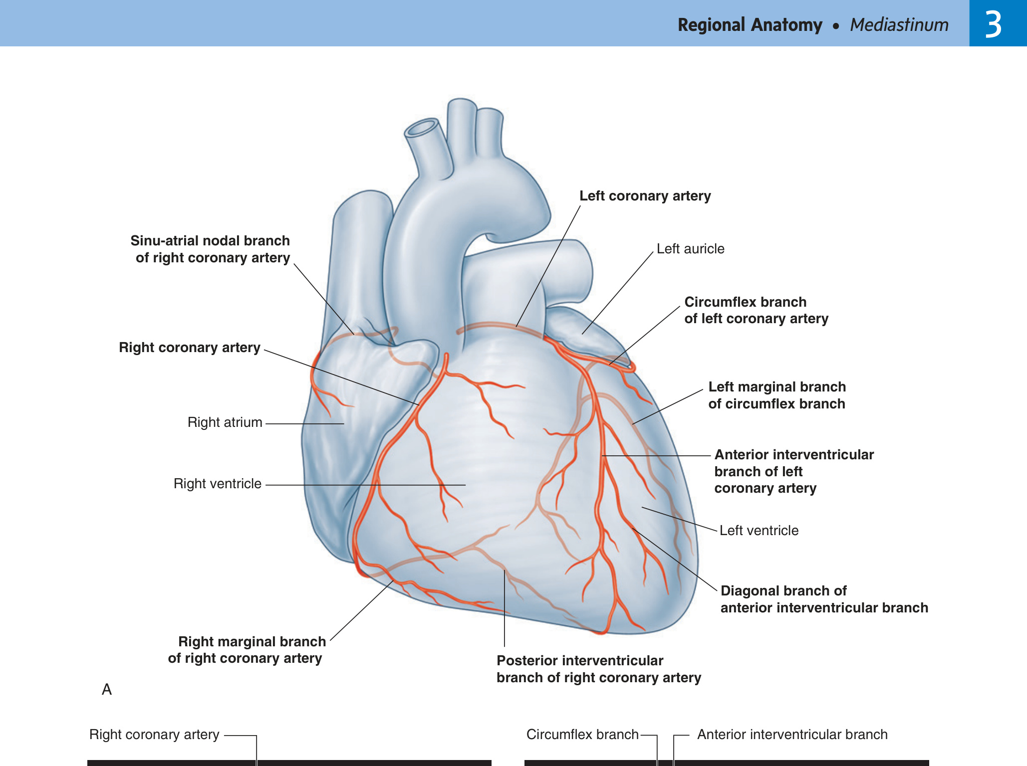 Coronary arterial system — Gray's Fig 3.78A