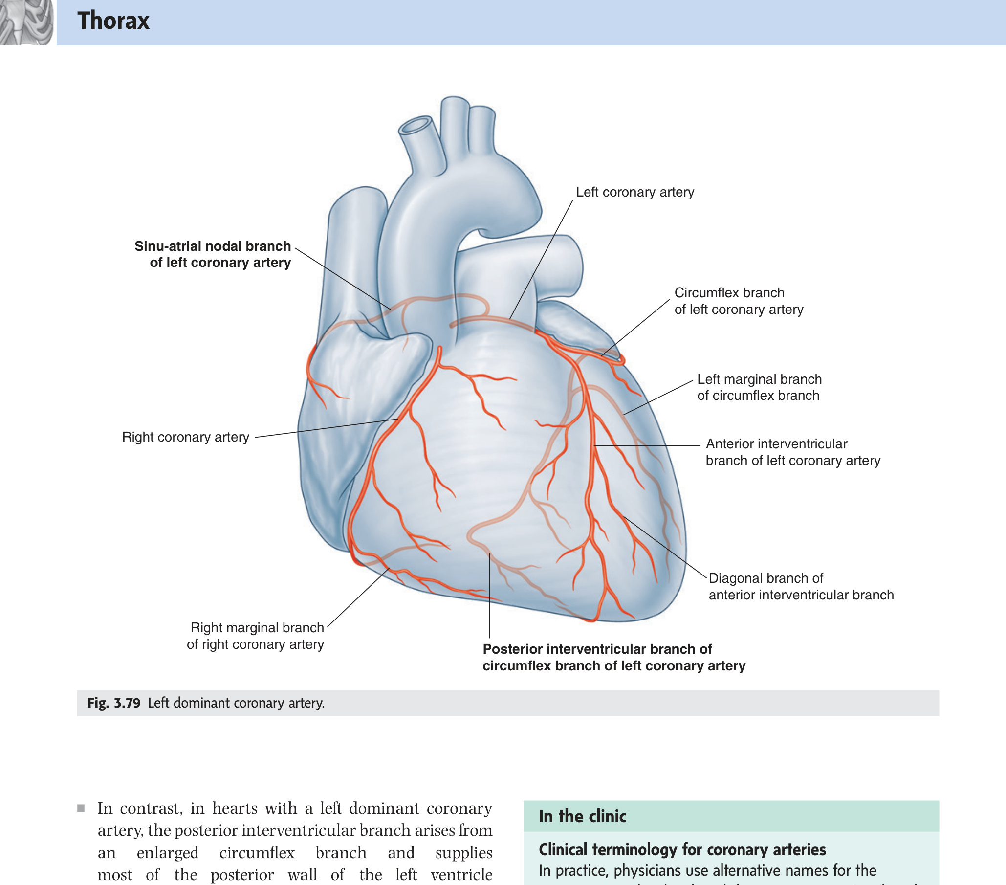 Left dominant coronary — Gray's Fig 3.79