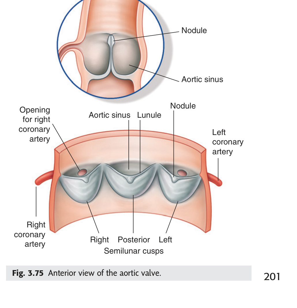 Aortic valve anterior view – semilunar cusps (Gray's Fig 3.75)
