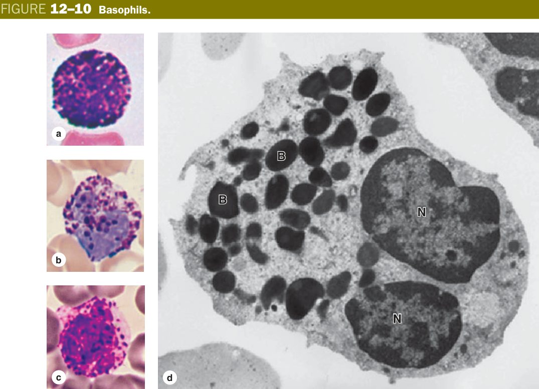 Basophil