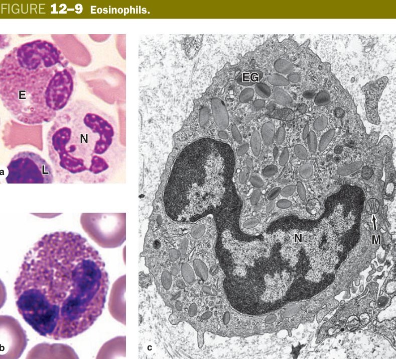 Eosinophil