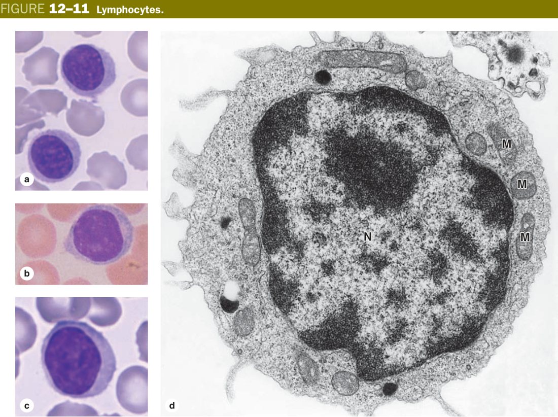 Lymphocyte