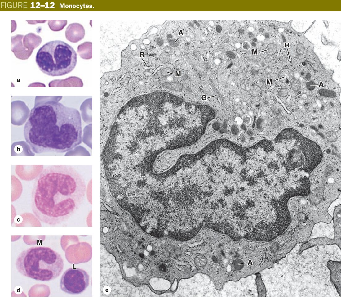 Monocyte