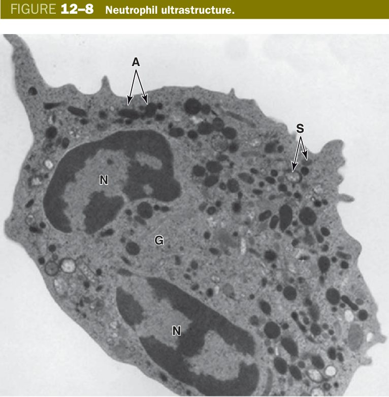 Neutrophil