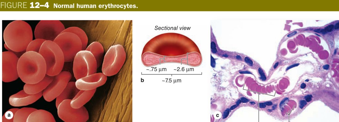 Erythrocytes