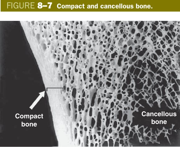Compact and cancellous bone