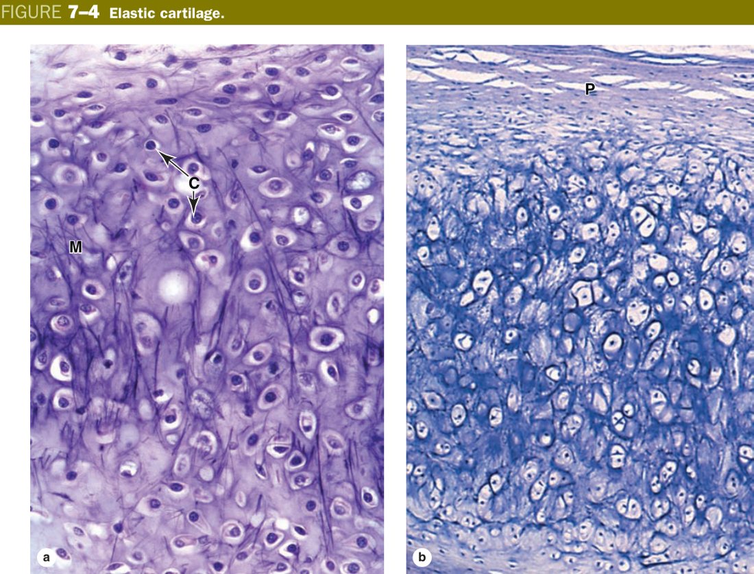Elastic cartilage
