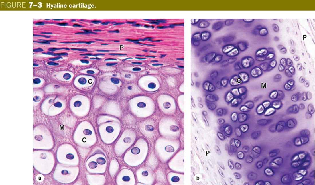 Hyaline cartilage