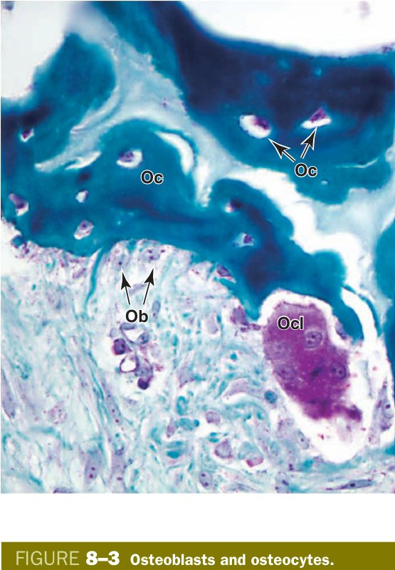 Osteoblasts and osteocytes