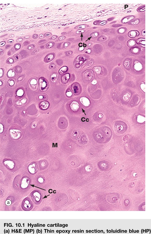 Hyaline cartilage Wheater's