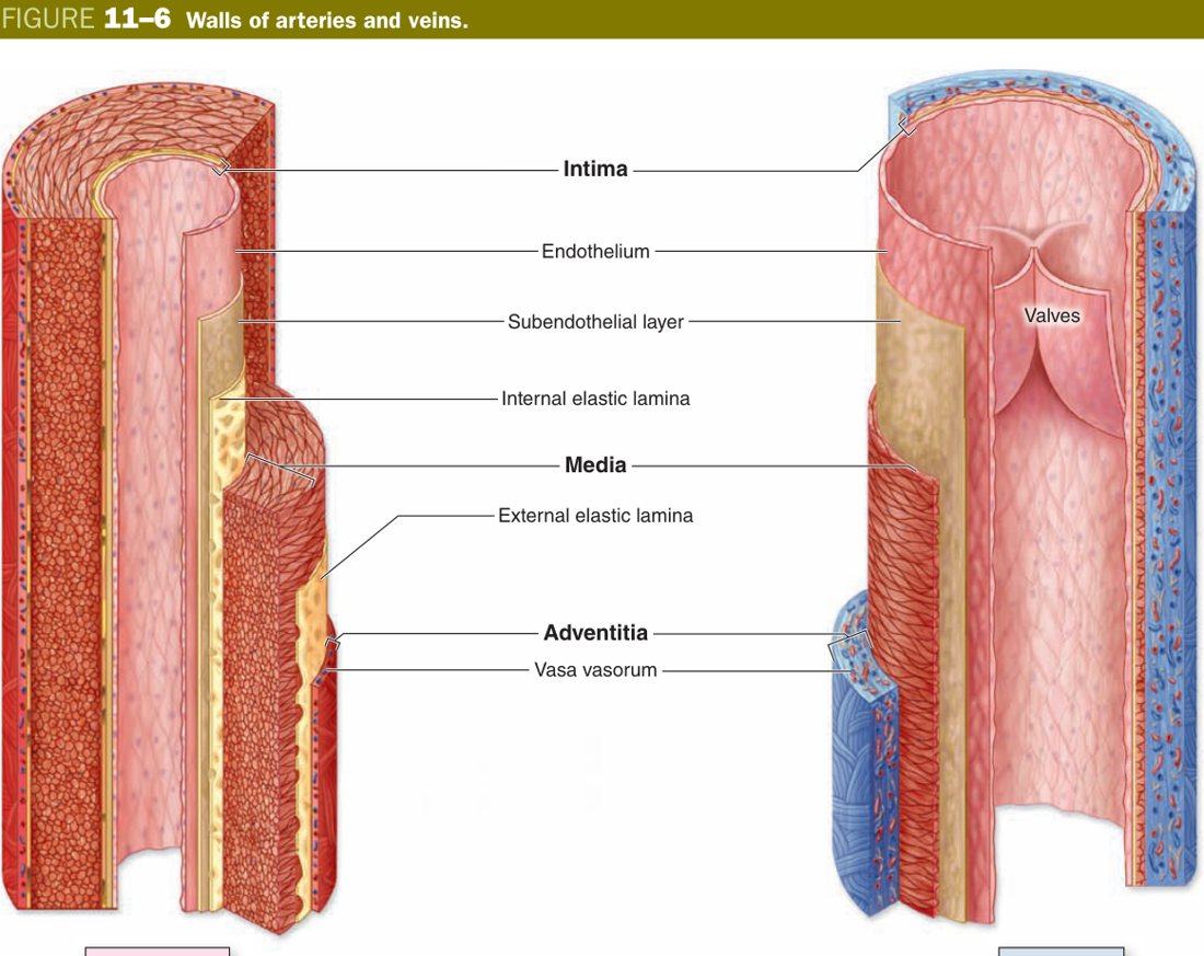 Walls of arteries and veins
