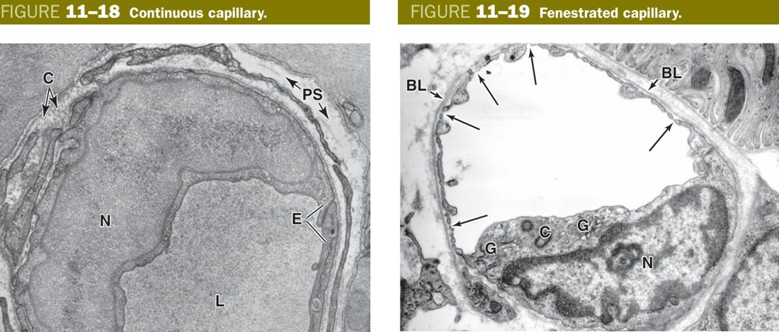 Continuous capillary