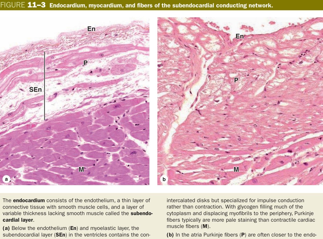 Heart wall layers