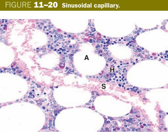 Sinusoidal capillary