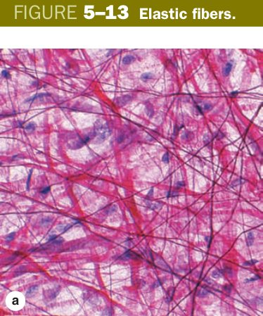 Elastic fibers