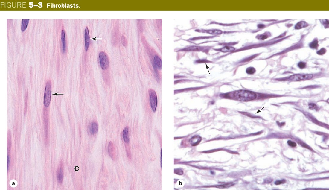 Fibroblasts