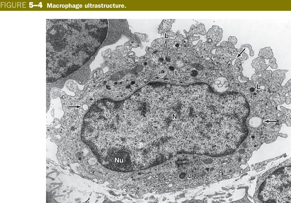 Macrophage