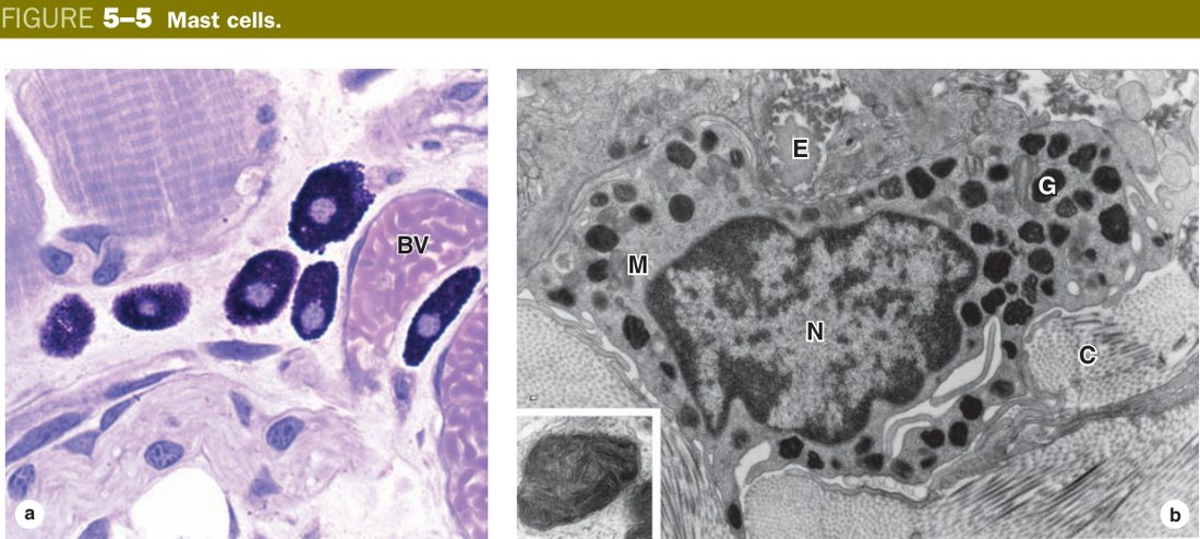 Mast cells