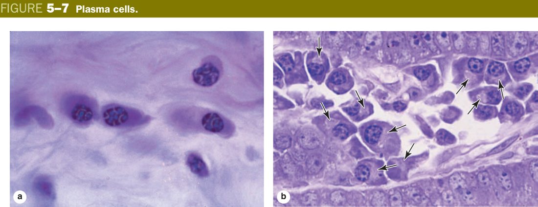 Plasma cells