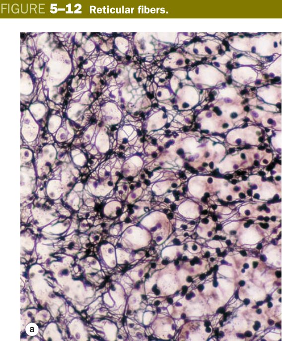 Reticular fibers