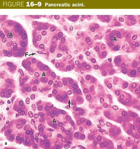 Pancreatic acini