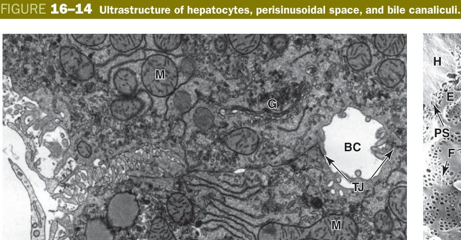 Hepatocyte ultrastructure