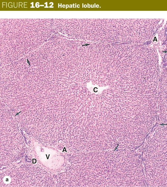 Hepatic lobule