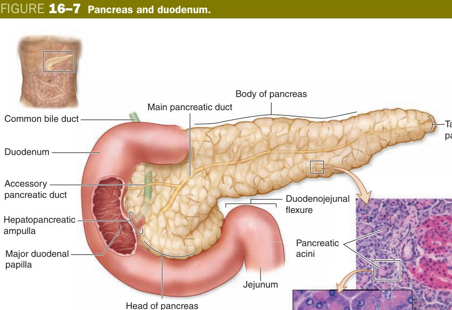 Pancreas