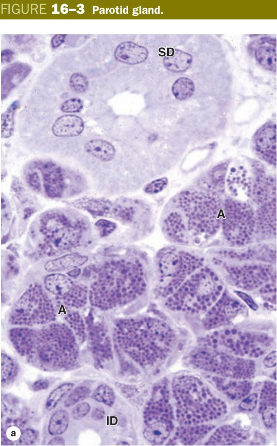 Parotid gland