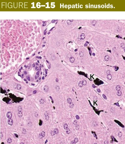 Hepatic sinusoids