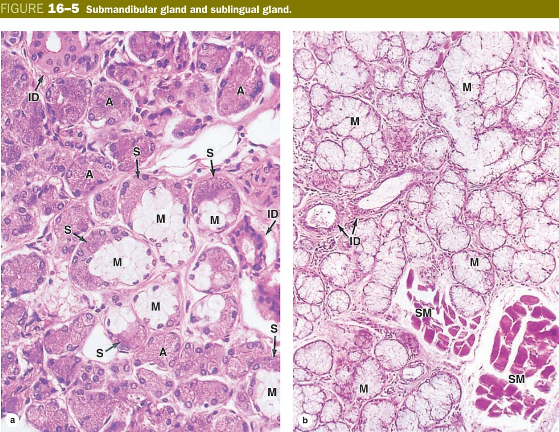 Submandibular gland
