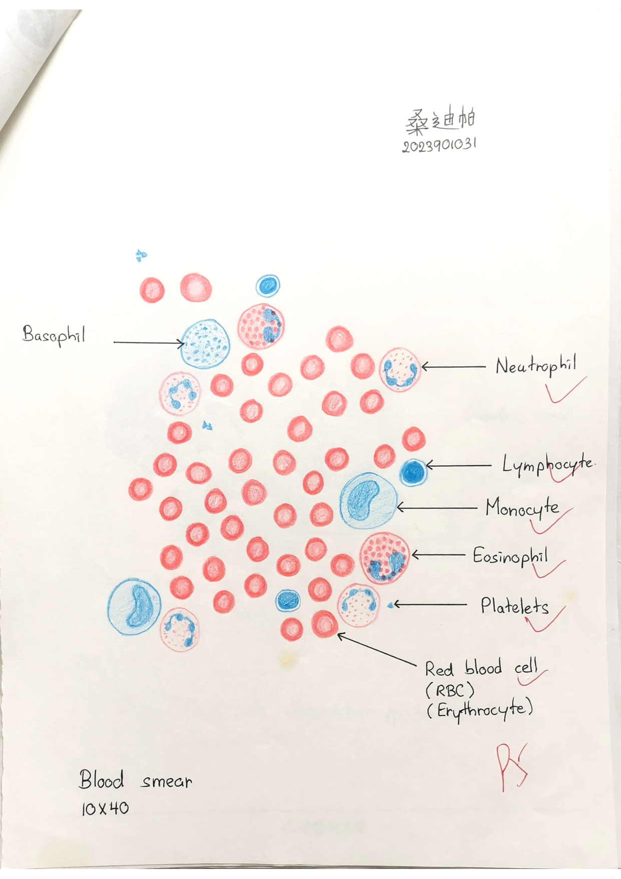 Blood smear labelled drawing