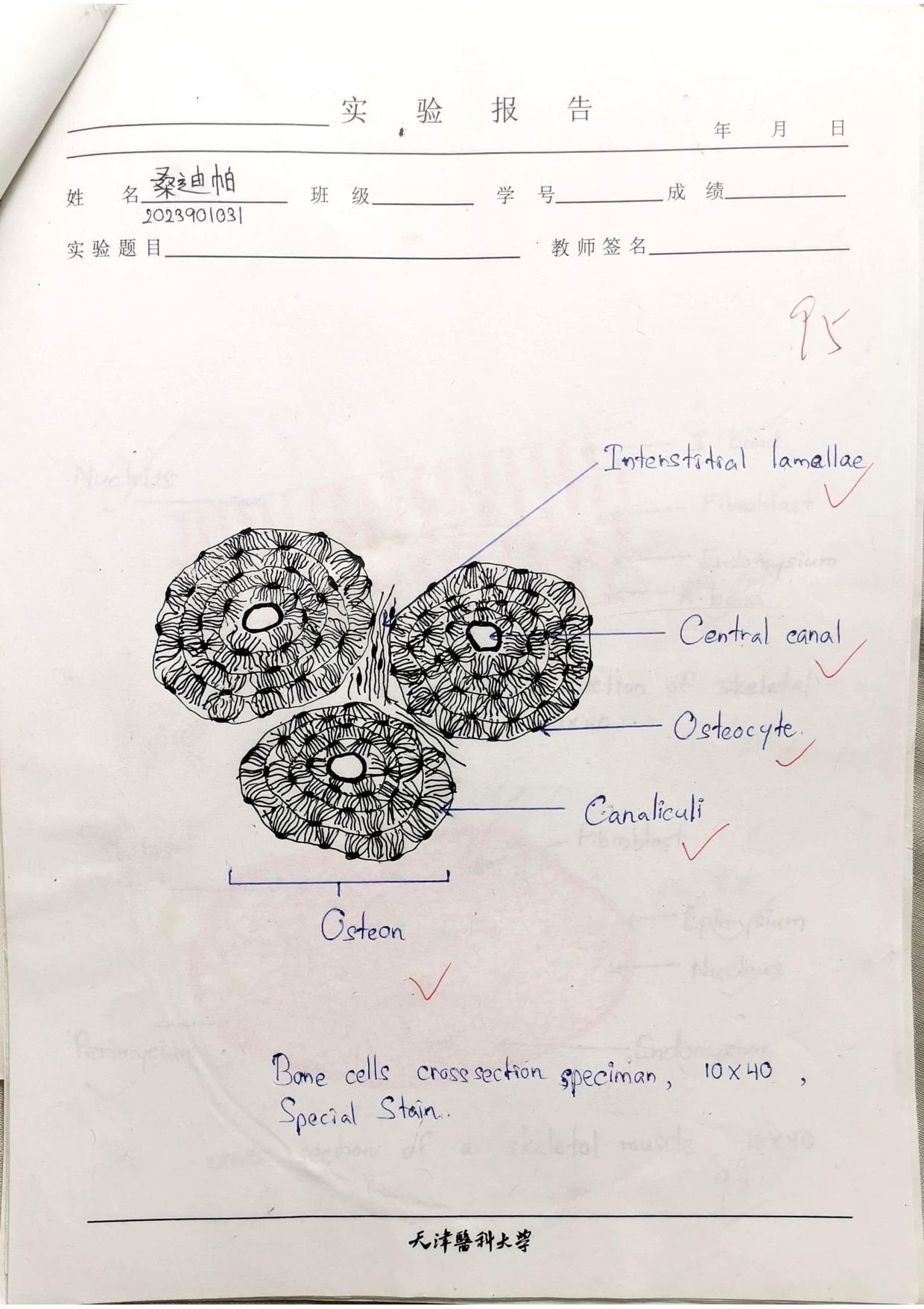 Bone cells labelled drawing