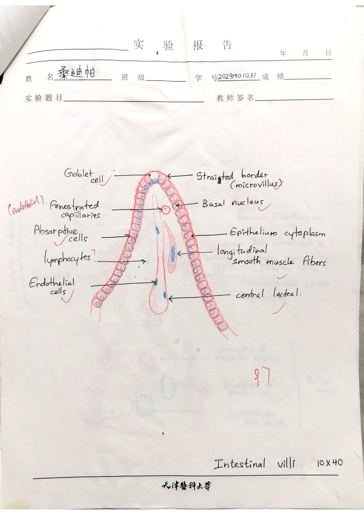Intestinal villi labelled drawing