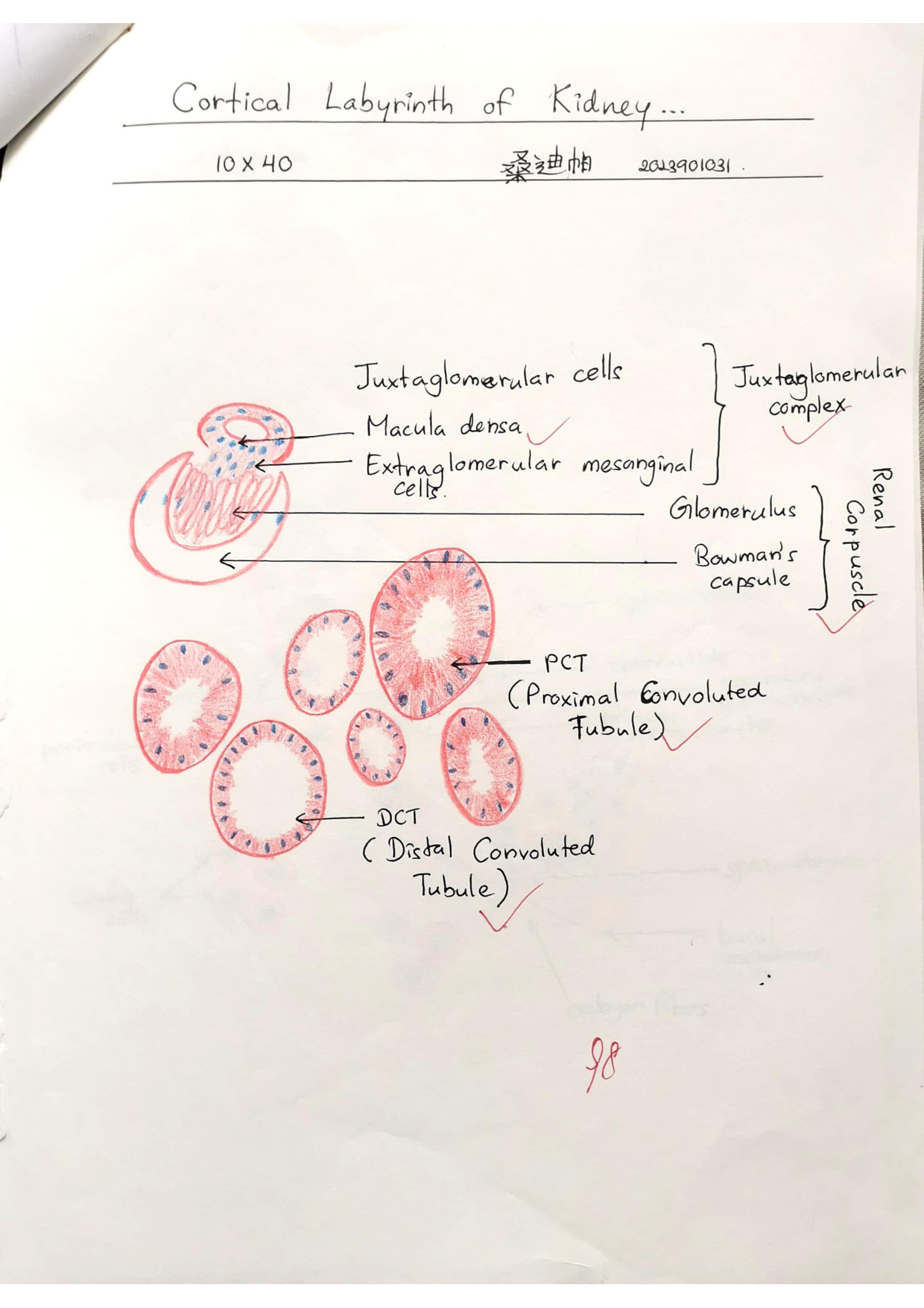 Cortical labyrinth labelled drawing