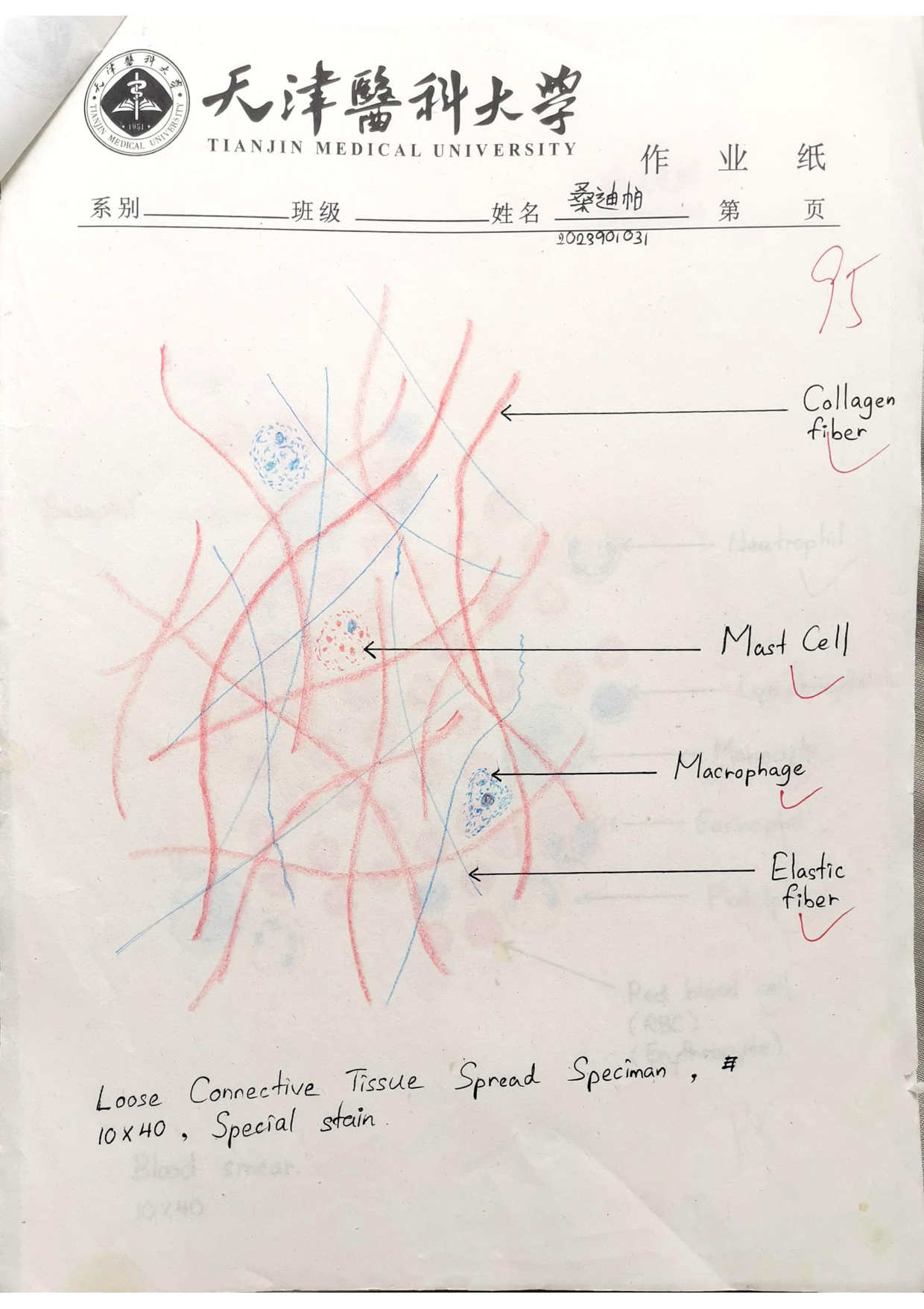 Loose CT labelled drawing