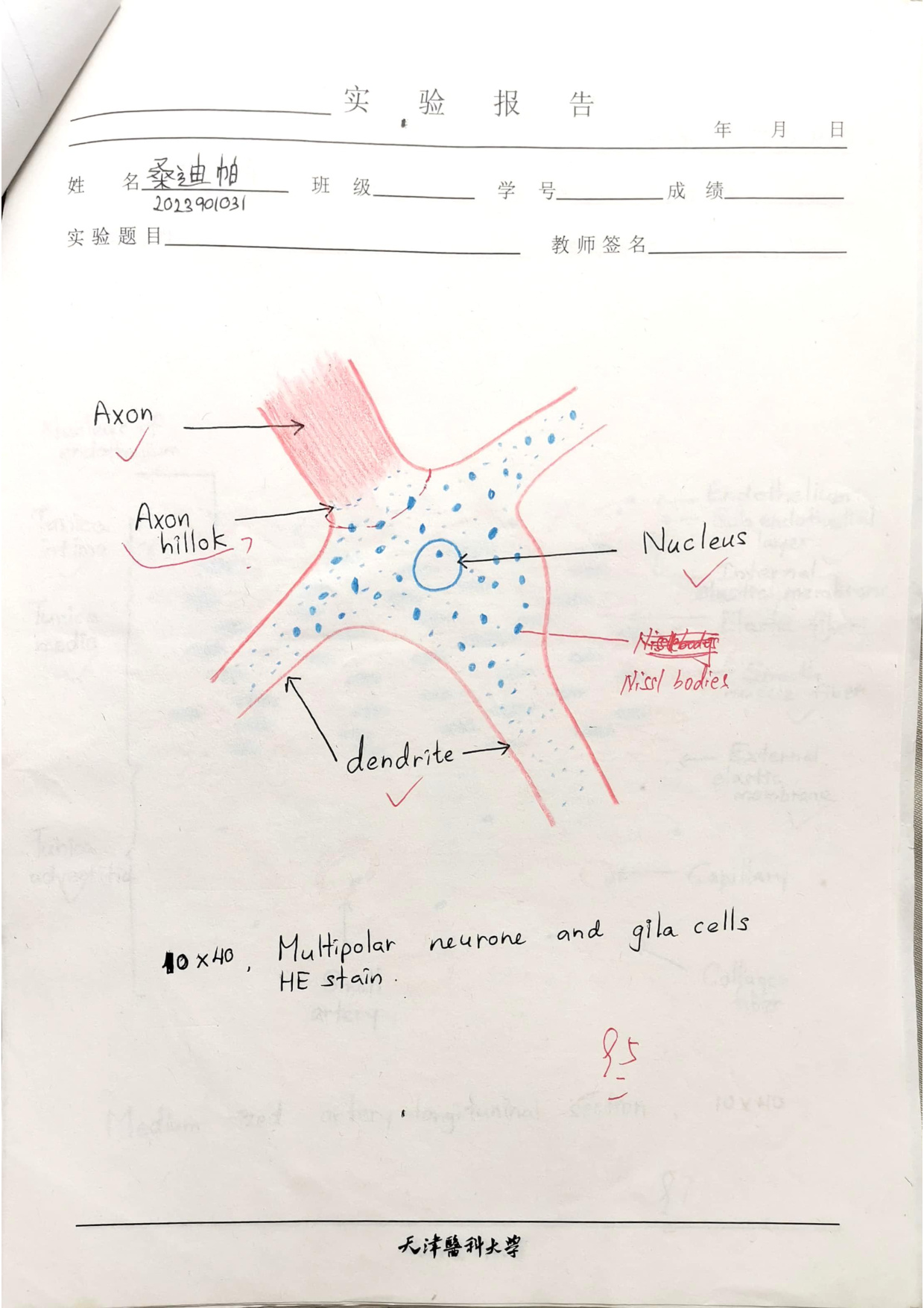 Multipolar neuron and glia labelled drawing
