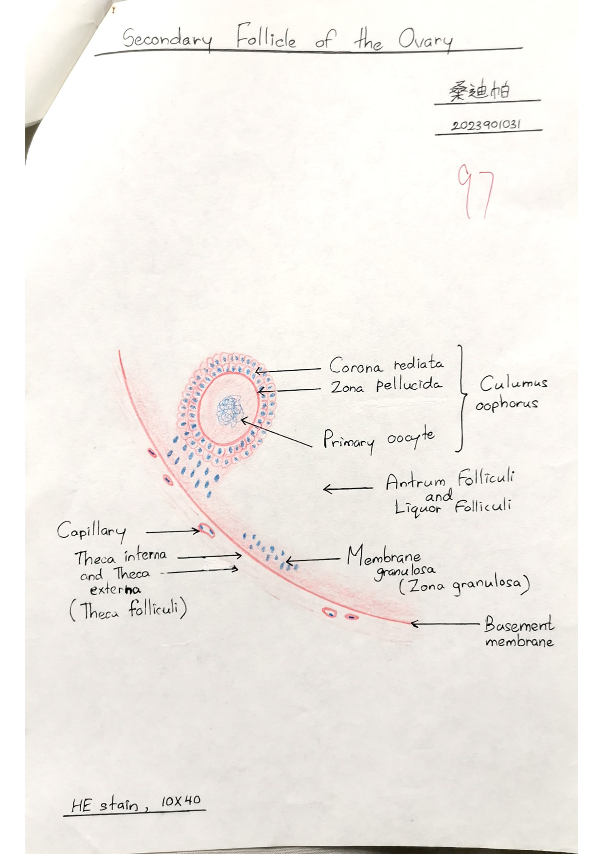 Secondary follicle labelled drawing