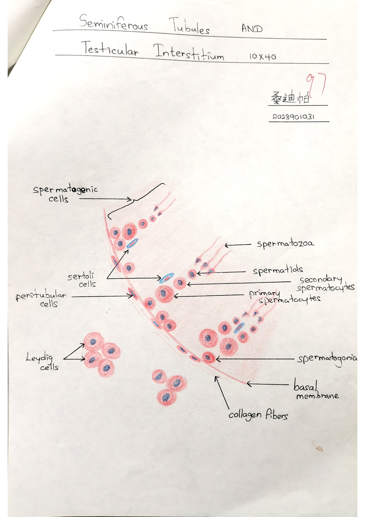 Seminiferous tubule labelled drawing