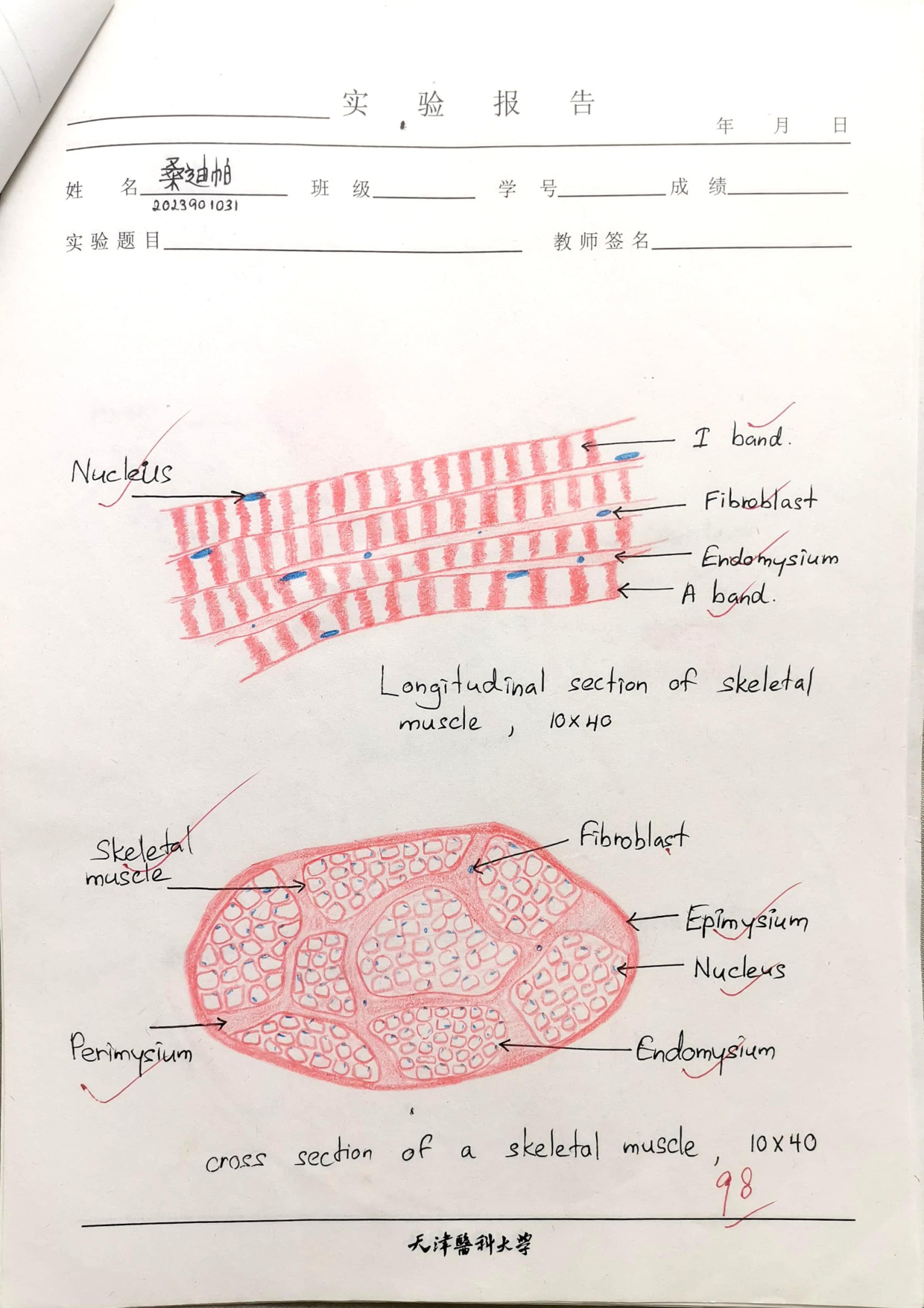 Skeletal muscle drawing