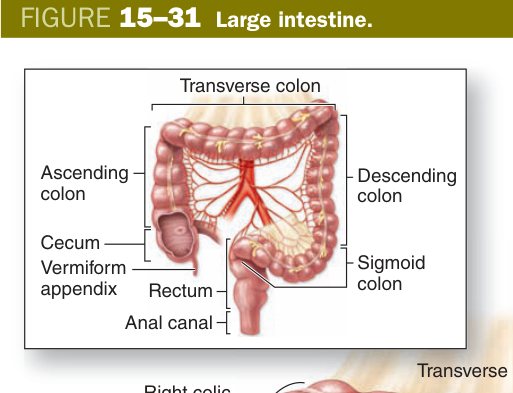 Large intestine
